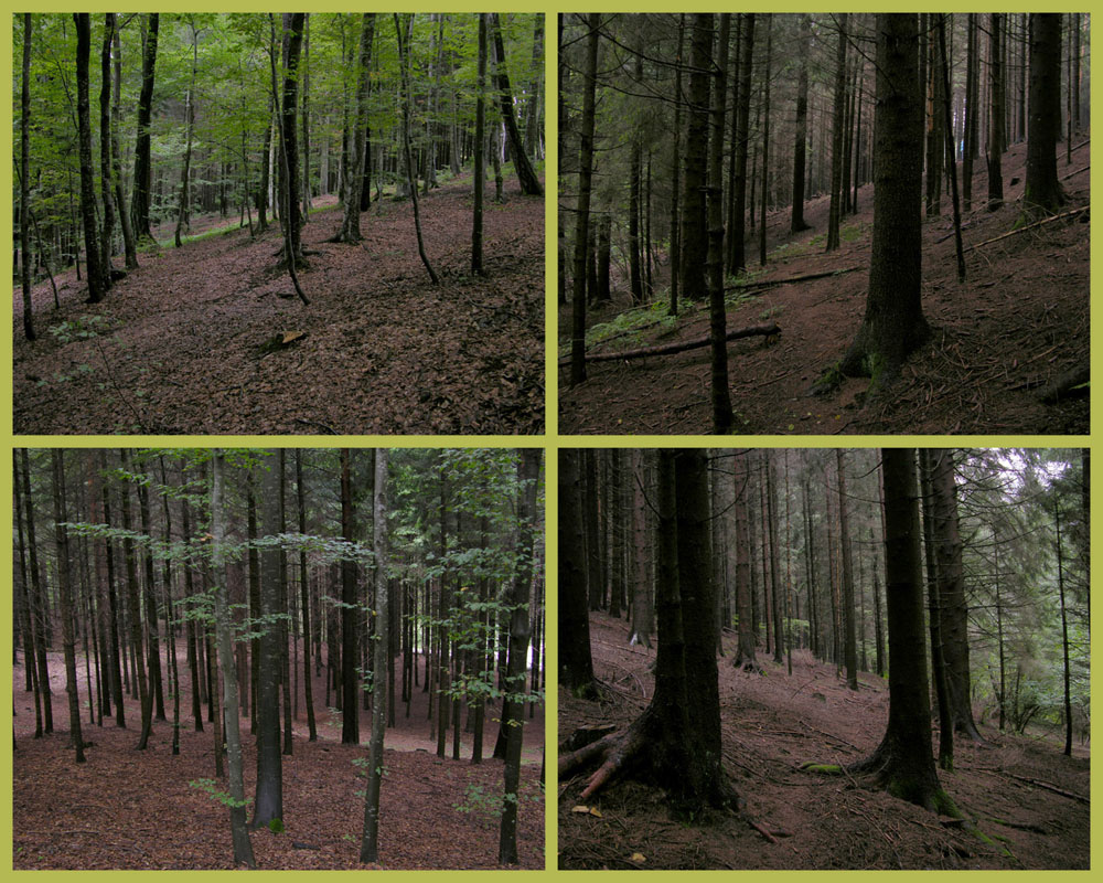 Qualche fungo � arrivato.